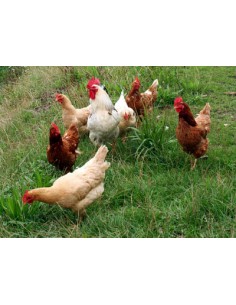 AVES DE CORRAL 35 KG. CAMPERAS