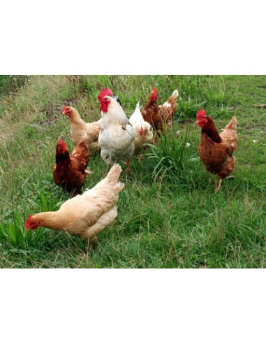AVES DE CORRAL 35 KG. CAMPERAS