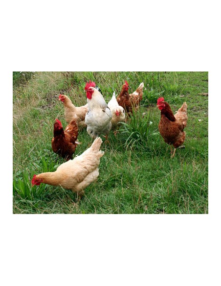 AVES DE CORRAL 35 KG. CAMPERAS
