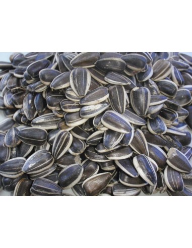 PIPAS GIRASOL ARGENTINAS 20 KG.