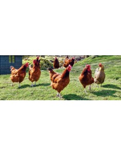 GALLINAS PONEDORAS GRANULO 25 KG