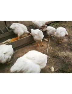 POLLOS ENGORDE GRANULADO 25 KG.