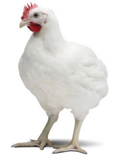 POLLOS ENGORDE CASQUEADO 25 KG.