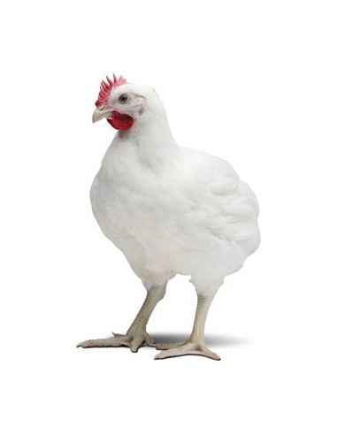 POLLOS ENGORDE CASQUEADO 25 KG.