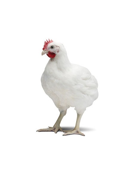 POLLOS ENGORDE CASQUEADO 25 KG.