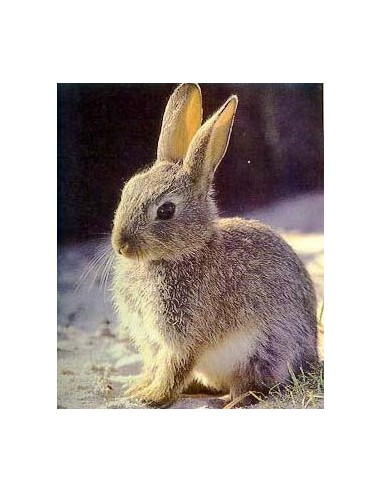 CONEJO UNICO 25 KG.