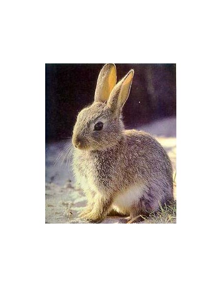 CONEJO UNICO 25 KG.
