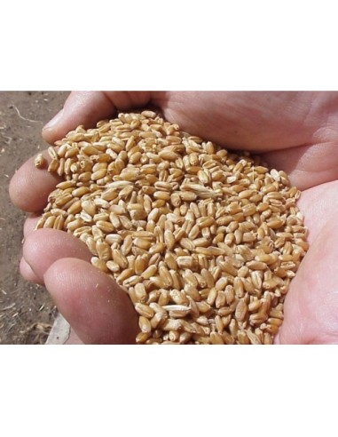 TRIGO 5 KG.PRODAC