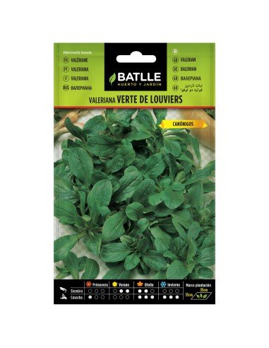 VALERIANA VERTE DE LOUVIERS (CANONIGOS)
