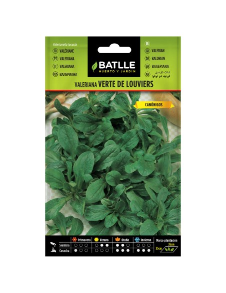 VALERIANA VERTE DE LOUVIERS (CANONIGOS)