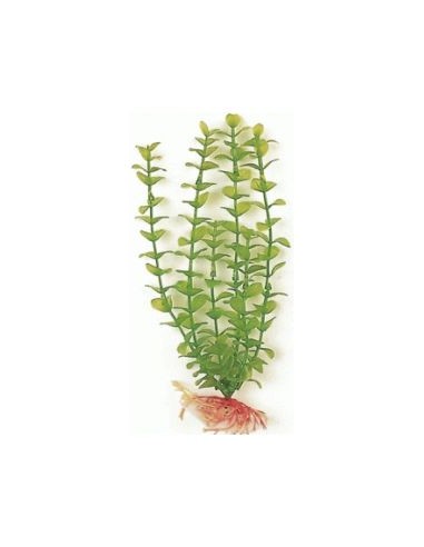 GREEN BACOPA 20 CM. PLANTA ACUARIO
