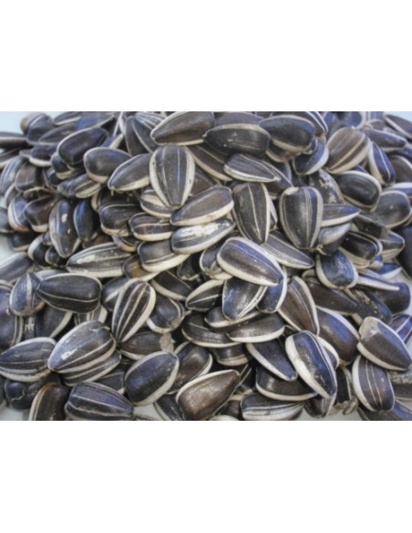 PIPAS GIRASOL USA 10 Kg.