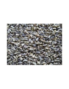 ESCAROLA VINCI 20 KG.