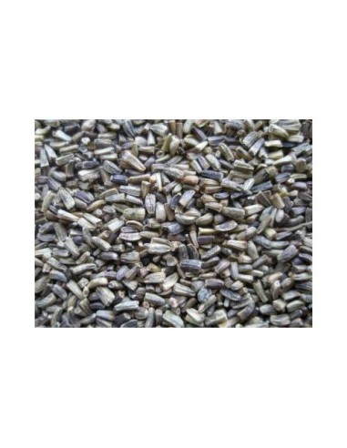ESCAROLA VINCI 20 KG.