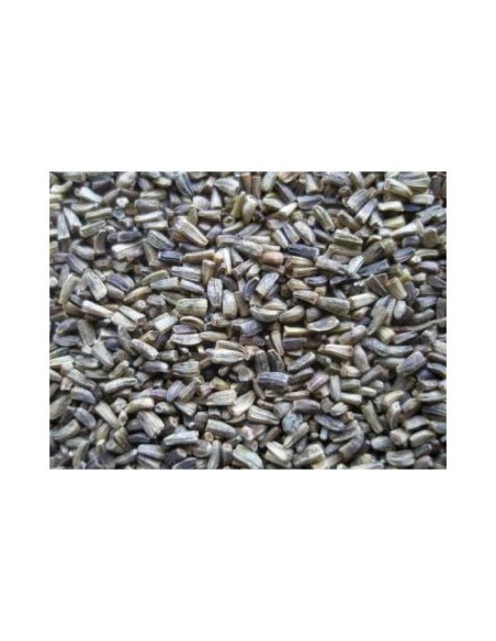ESCAROLA VINCI 20 KG.