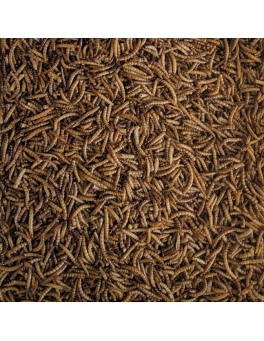GUSANOS DE LA HARINA (Tenebrio) 5 KG.