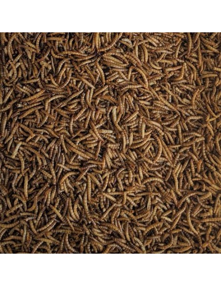 GUSANOS DE LA HARINA (Tenebrio) 5 KG.
