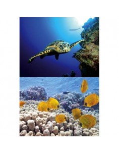 TETRA DECOART LAMINA TORTUGA&ARRECIFE