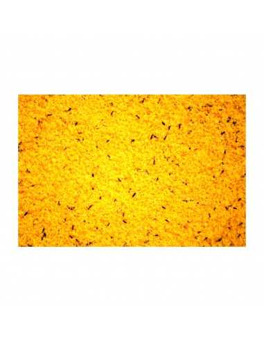 RAFF HOLLAND COVA 1 KG.