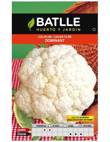 COLIFLOR DOMINANT BLANQUITA