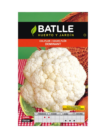 COLIFLOR DOMINANT BLANQUITA