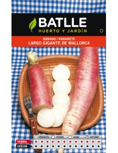 RABANO GIGANTE MALLORCA SOBRE