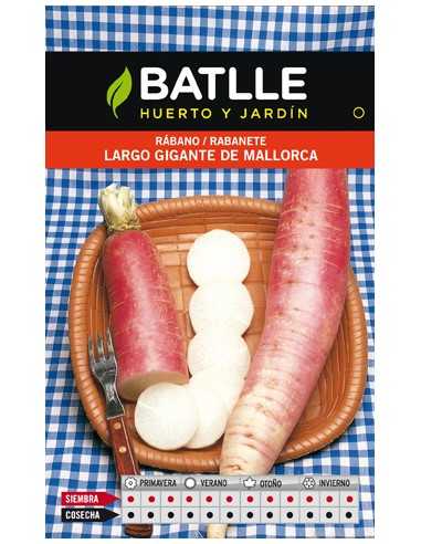RABANO GIGANTE MALLORCA SOBRE