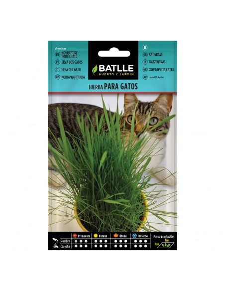 HIERBA PARA GATO BATLLE SOBRE