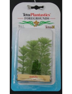 PLANTA AMBULIA FOREGROUND 5 CM.