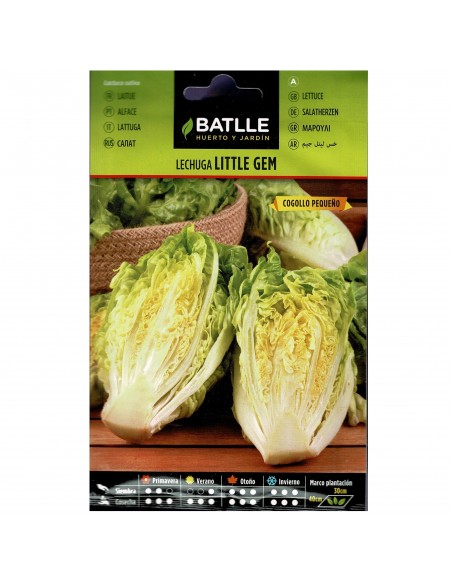 LECHUGA LITTLE GEM COGOLLO