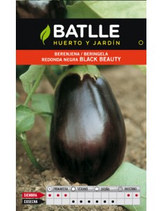 BERENJENA REDONDA BLACK BEAUTY