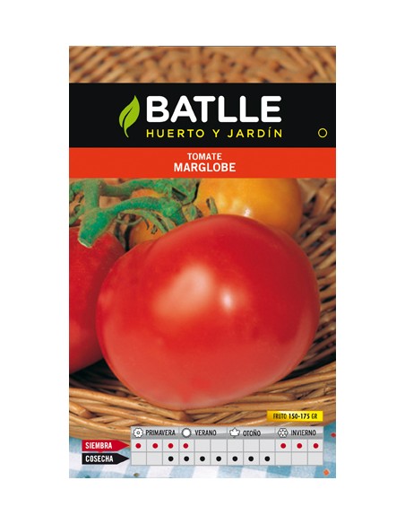 TOMATE MARGLOBE
