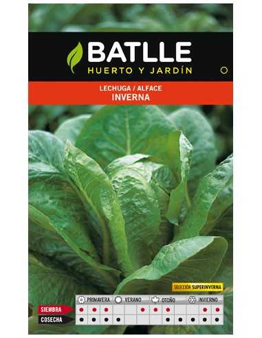 LECHUGA INVERNA S.SUPERINVERNA
