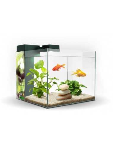ACUARIO ZENEO 30 OBSESION