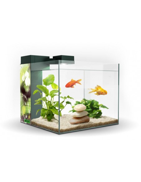 ACUARIO ZENEO 30 OBSESION