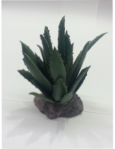 CACTUS SIERRA MADRE 12CM.