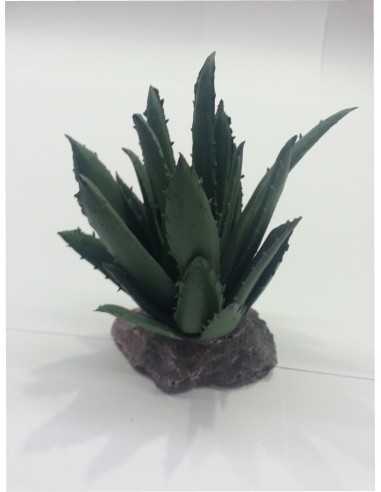 CACTUS SIERRA MADRE 12CM.