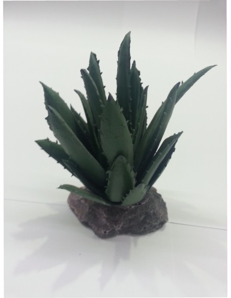 CACTUS SIERRA MADRE 12CM.