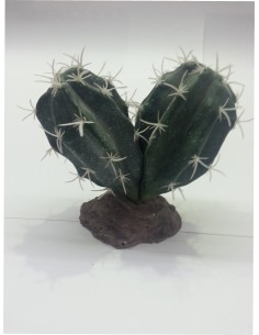 CACTUS SINAI 13 CM.