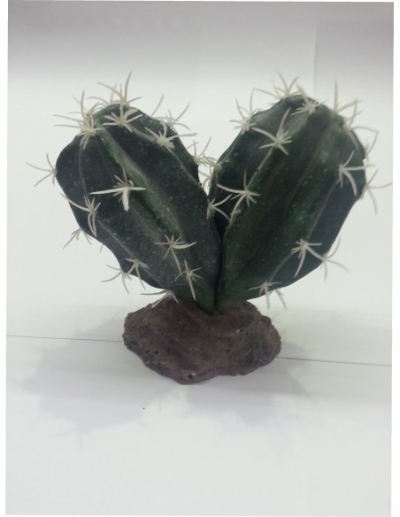 CACTUS SINAI 13 CM.