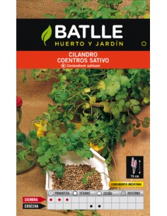 CILANTRO CORIANDRUN SATIVUN.