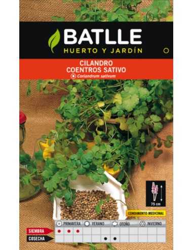 CILANTRO CORIANDRUN SATIVUN.