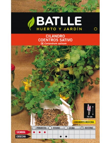 CILANTRO CORIANDRUN SATIVUN.