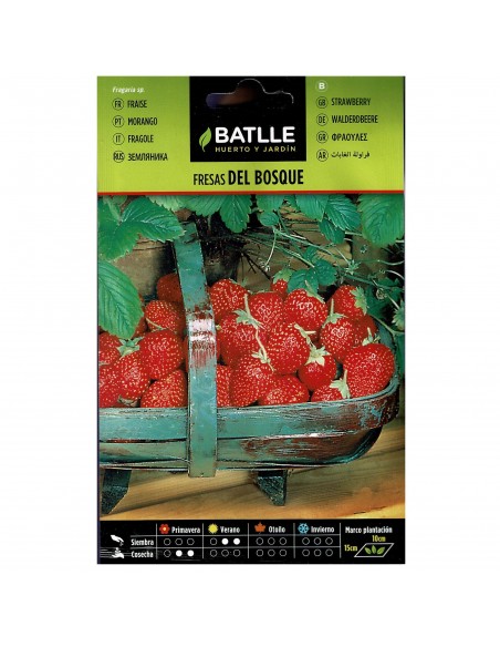 FRESAS DE BOSQUE