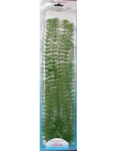 PLANTA AMBULIA PLUS (28-33CM)