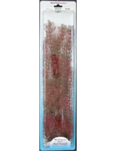 PLANTA FOXTAIL PLUS (35-38CM)