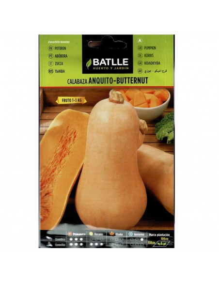 CALABAZA ANQUITO-BUTTERNUT SOBRE CALABAZA ANQUITO-BUTTERNUT SOBRE