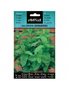 MENTA SPICATA (HIERBABUENA) SOBRE