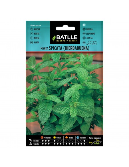 MENTA SPICATA (HIERBABUENA) SOBRE