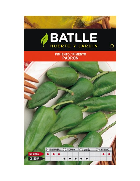 PIMIENTO DEL PADRON SOBRE